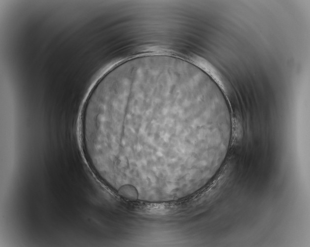 X0000096381098200802211116