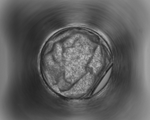 X0000096381102200802211116