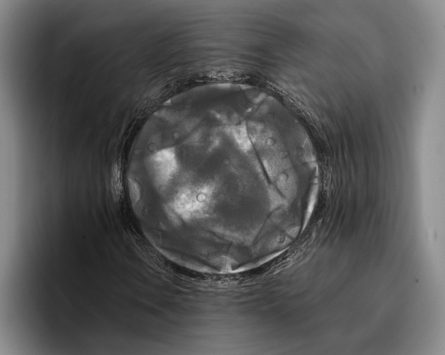 X0000096381106200802211115