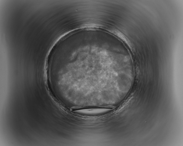 X0000096381124200802211116