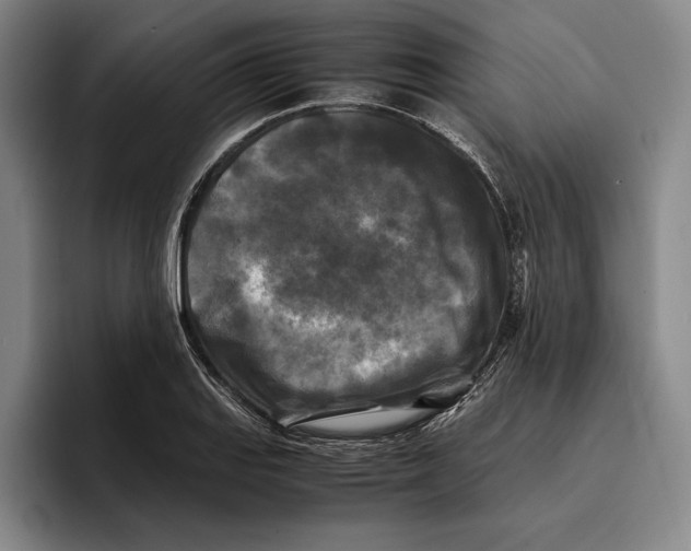 X0000096381127200802211116