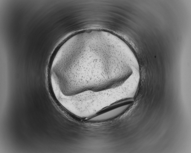 X0000096381134200802211116