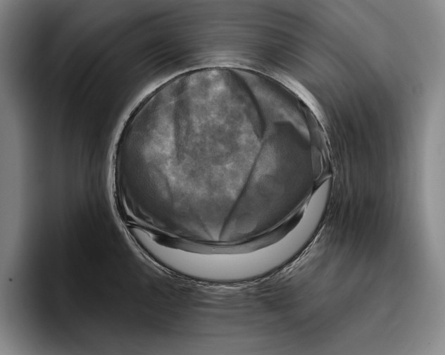 X0000096381144200802211116