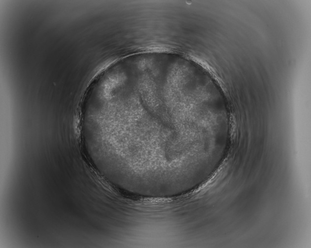 X0000096381163200802211115