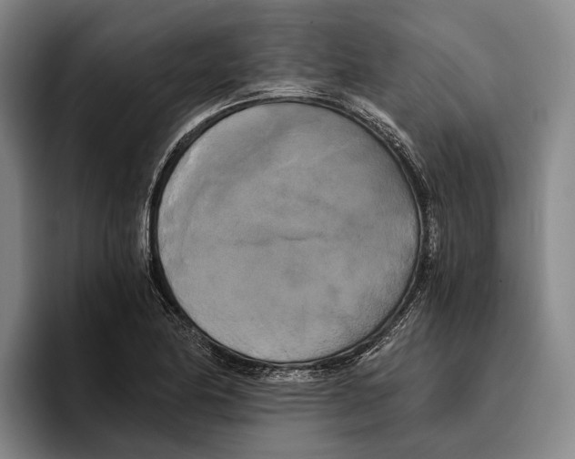 X0000096381174200802211115