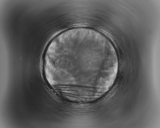 X0000096381179200802211115