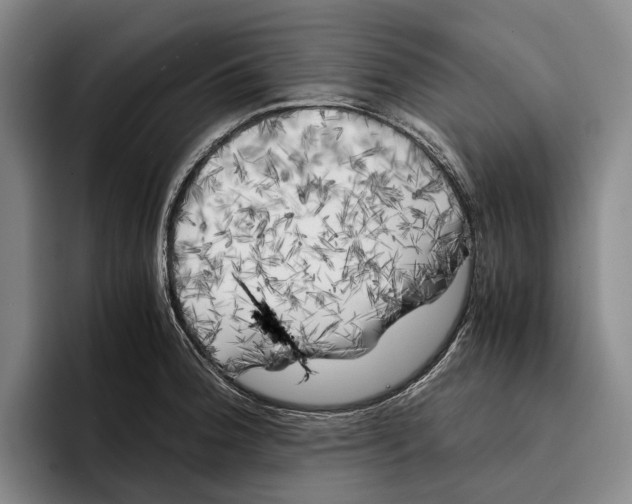 X0000096381188200802211115