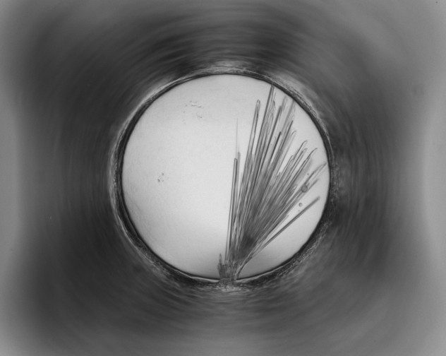 X0000096381235200802211115