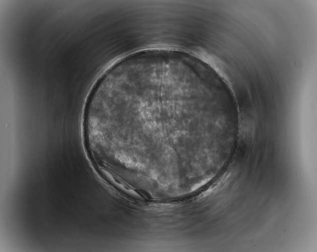 X0000096381237200802211115