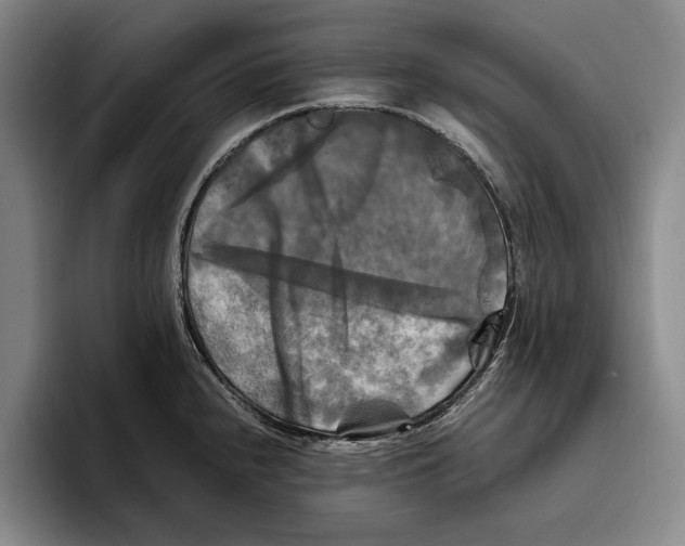 X0000096381240200802211115