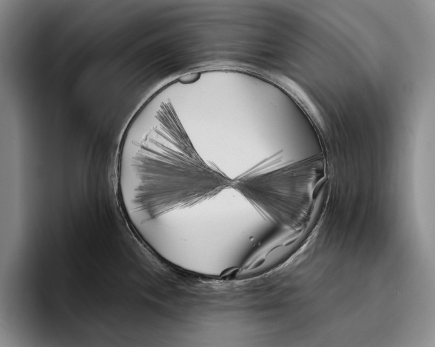 X0000096381244200802211115