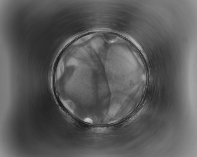 X0000096381245200802211115