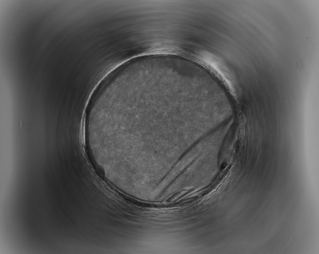 X0000096381276200802211114