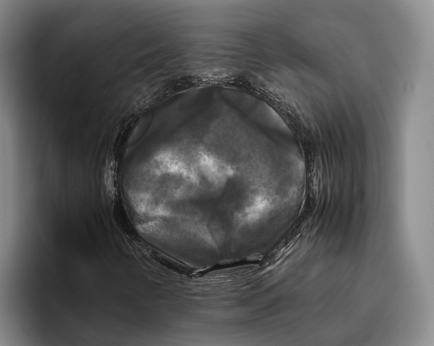 X0000096381346200802211113