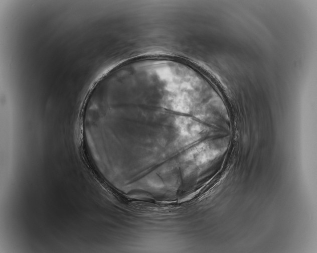 X0000096381367200802211113