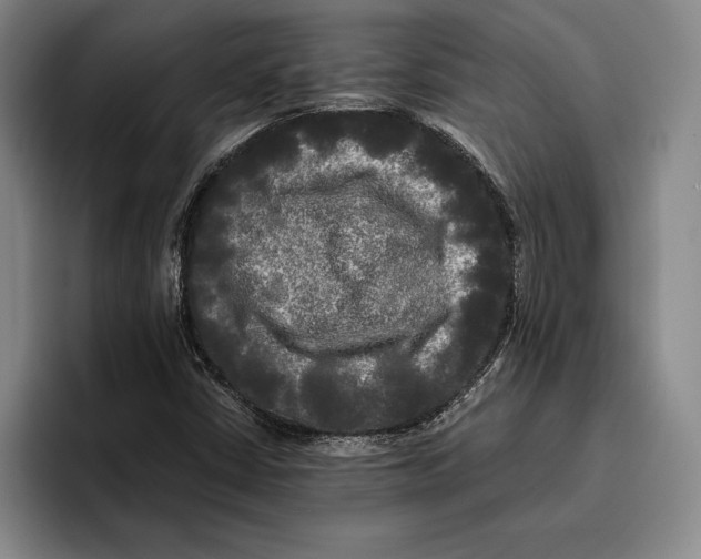 X0000096381402200802211112