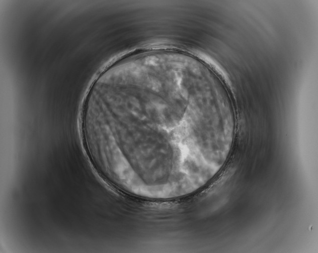 X0000096381429200802211112