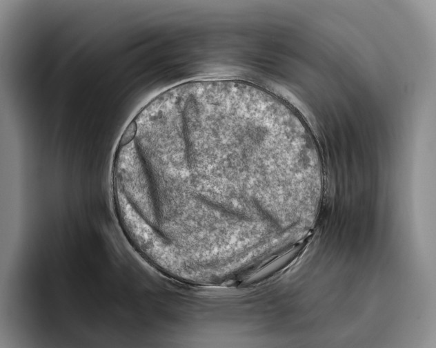 X0000096381487200802211111