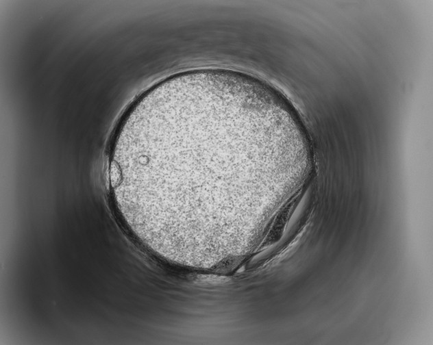 X0000096381509200802211111