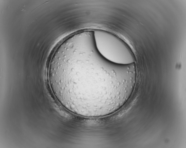 X0000096391125200801241110