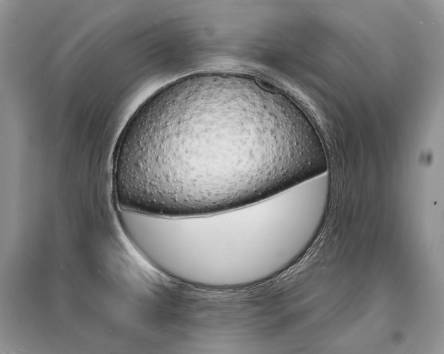X0000096391479200801241105
