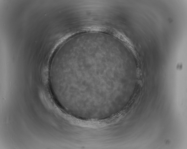 X0000096390012200801241313