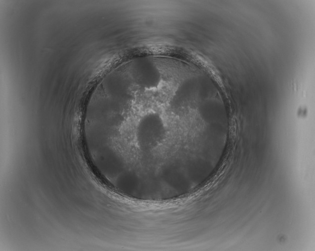 X0000096390018200801241313