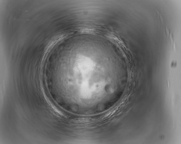 X0000096390049200801241312