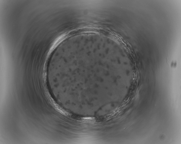 X0000096390053200801241312
