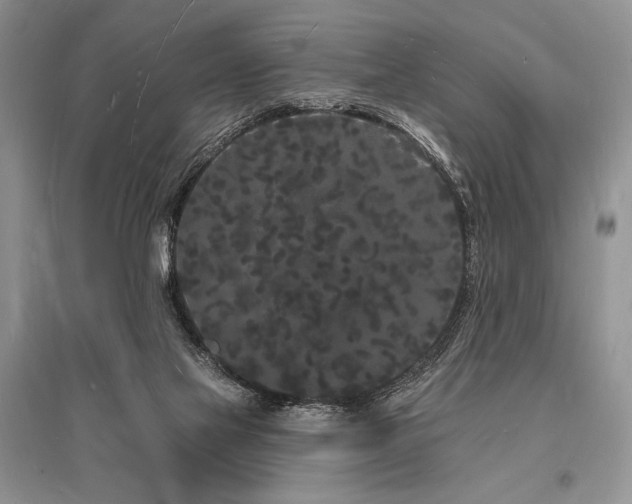 X0000096390069200801241312