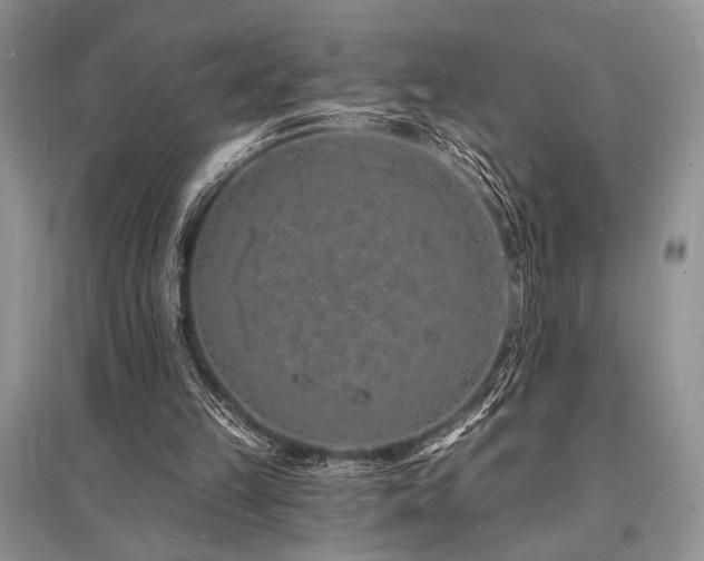 X0000096390149200801241311
