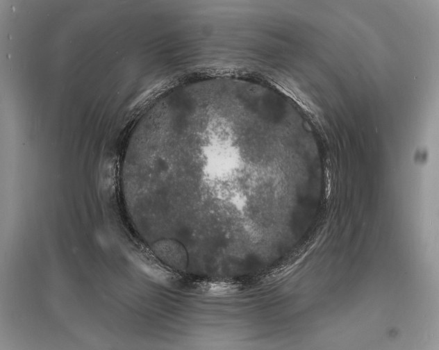 X0000096390165200801241311