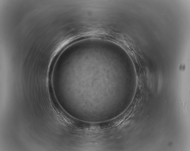 X0000096390196200801241310