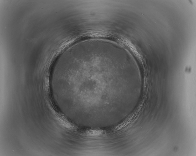 X0000096390202200801241310