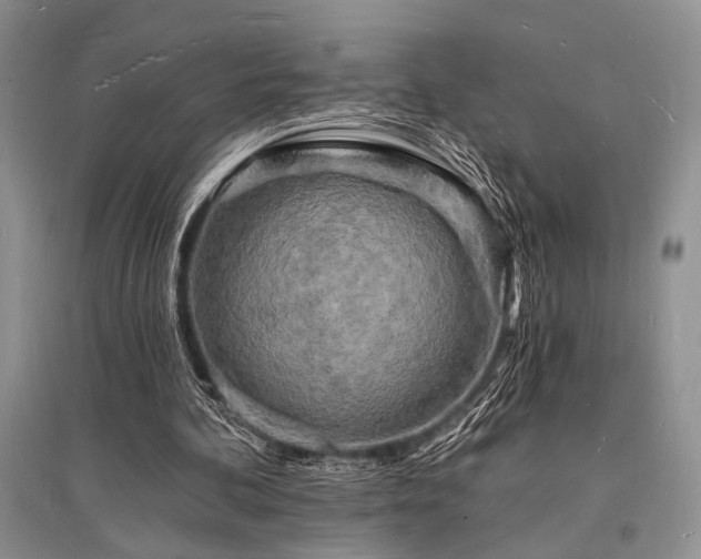 X0000096390292200801241309