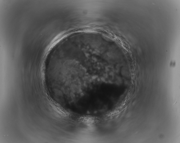 X0000096390295200801241309