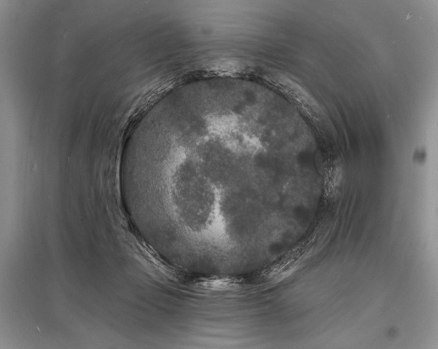 X0000096390365200801241308