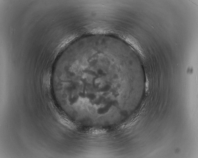 X0000096390491200801241305