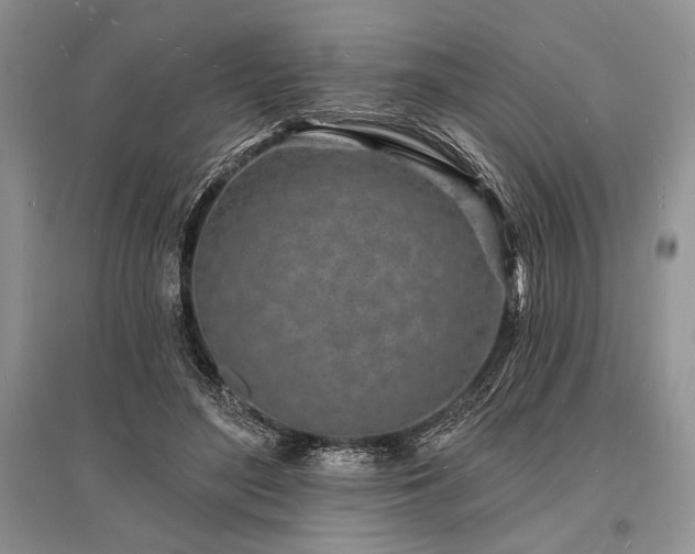 X0000096390500200801241305