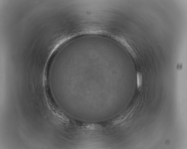 X0000096390579200801241304