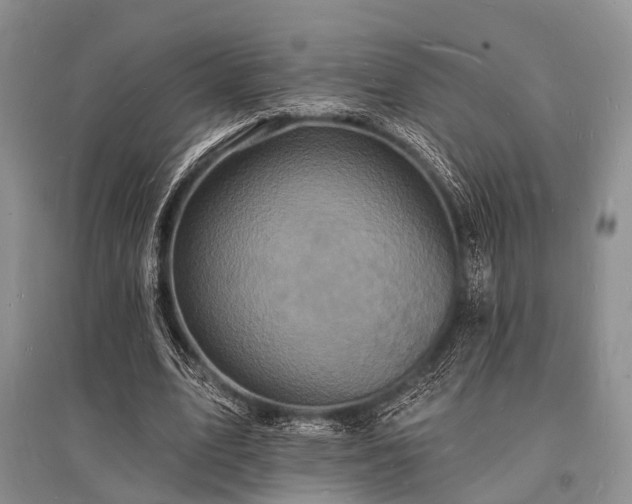 X0000096390583200801241304