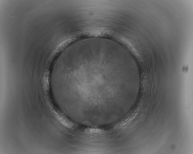 X0000096390590200801241304