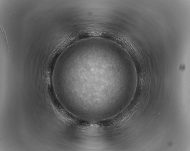 X0000096390598200801241304