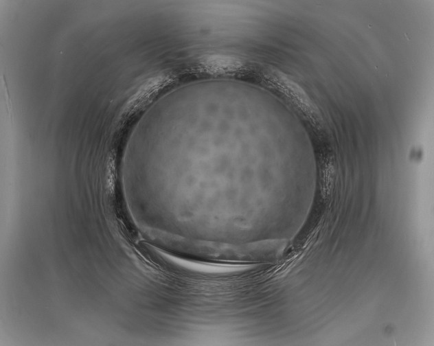 X0000096390644200801241303