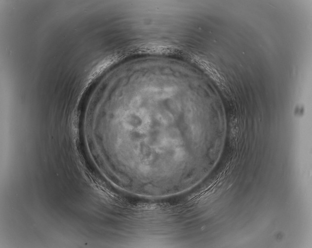 X0000096390679200801241302
