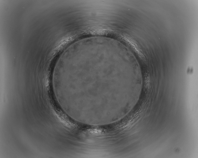 X0000096390687200801241302