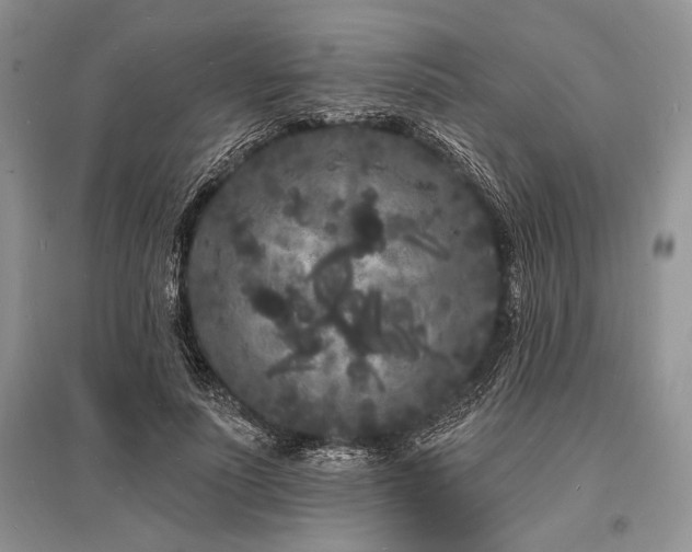 X0000096390691200801241302