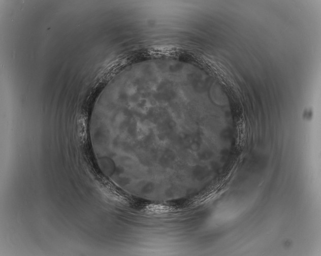 X0000096390699200801241302