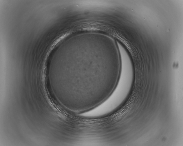 X0000096390724200801241301