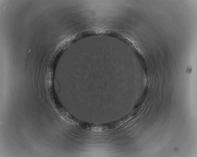 X0000096390740200801241301